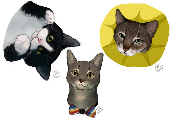 Various Cat Doodles